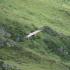 Vautour fauve en vol img-3430.jpg